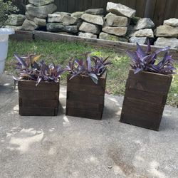 Three Small size boxes with plants