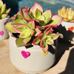 Ceremic Pot Of Succulents 