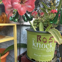 Tengo Amaryllis Ala Venta 