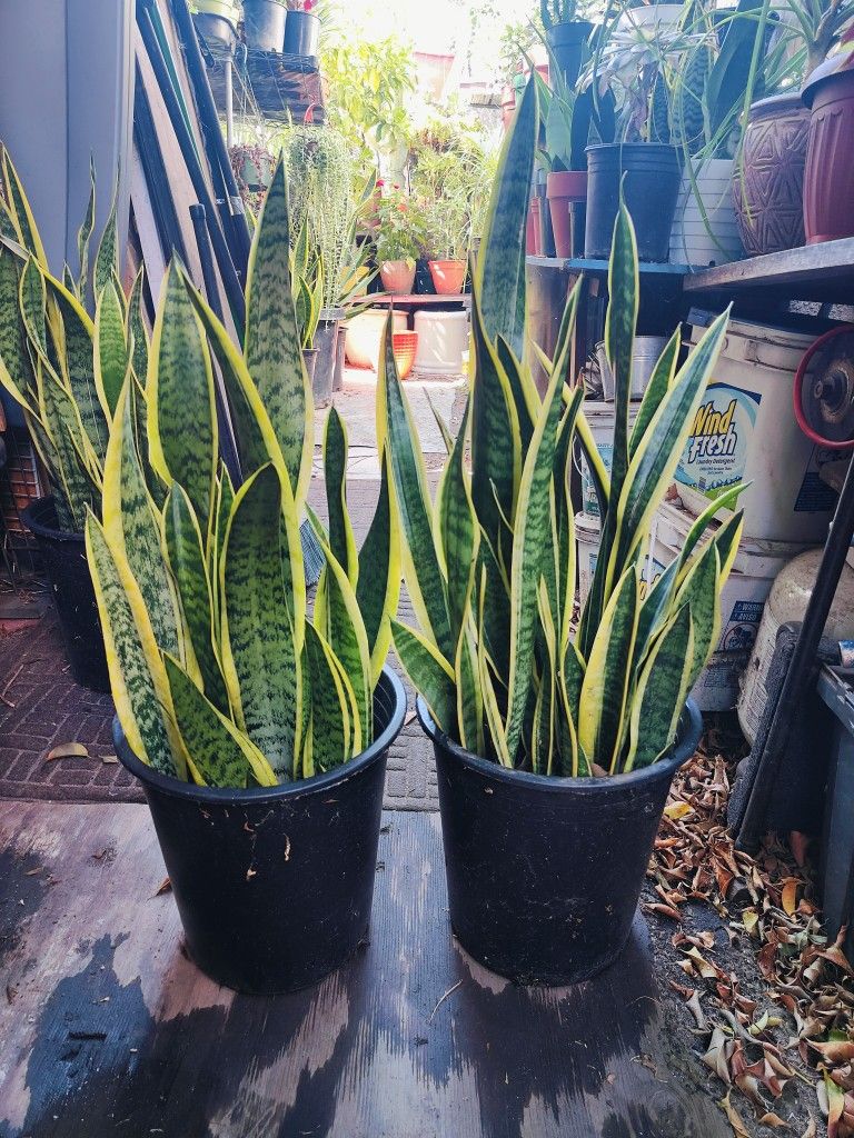 Snake Plants