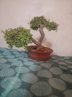 Árbol de la abundancia