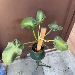 philodendron rugosum