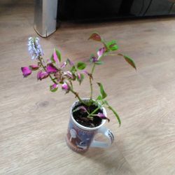 Beautiful Plant Indoor 