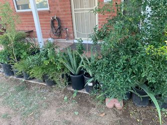 Part Three Of Assorted Plants Collection