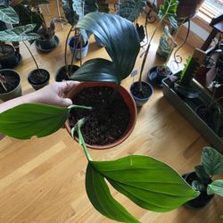 Live Rhaphidophora Decursiva Indoor Plants