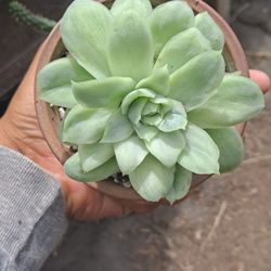 Korean Variegated Succulent 