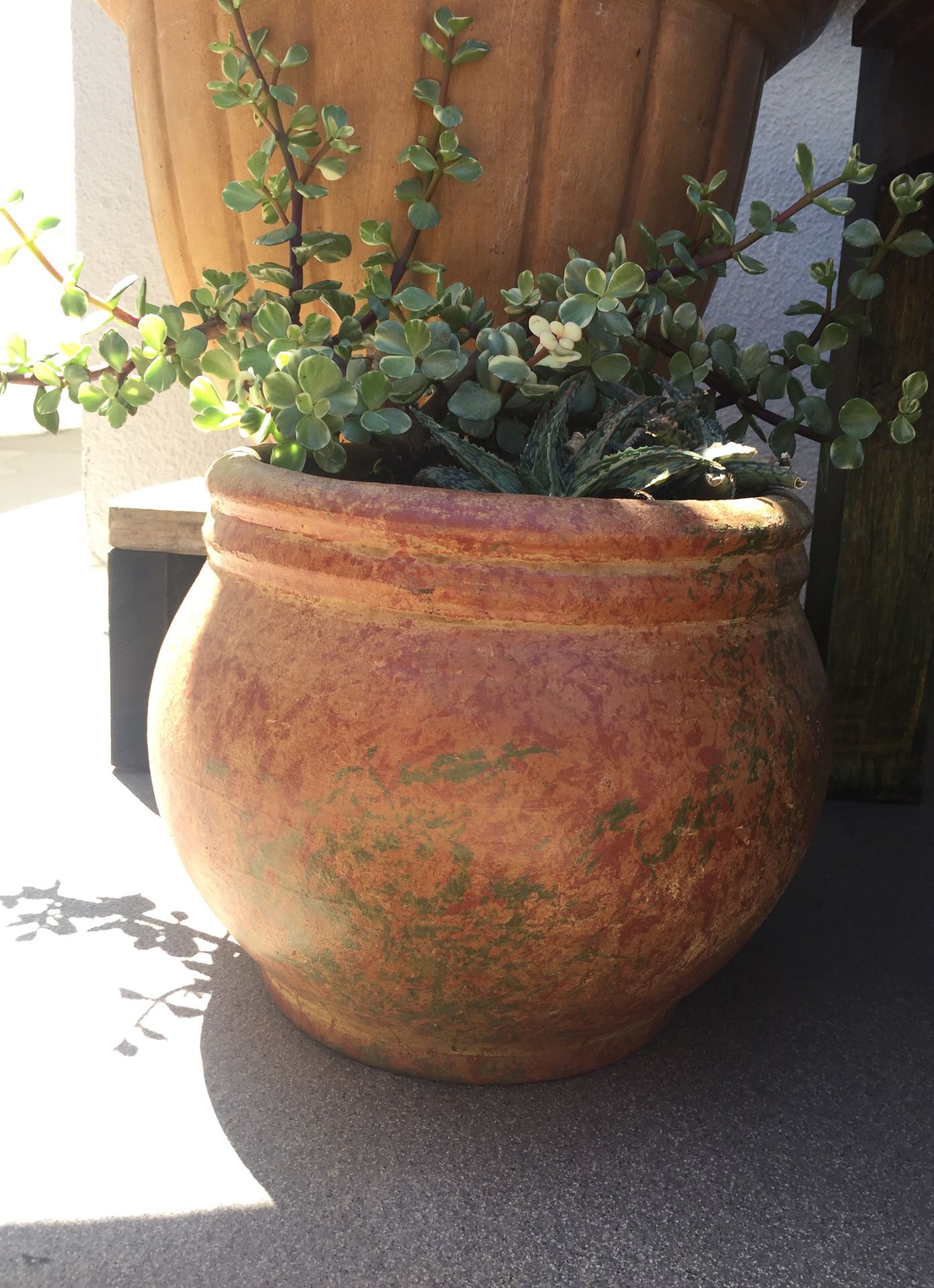 Small pot with succulent