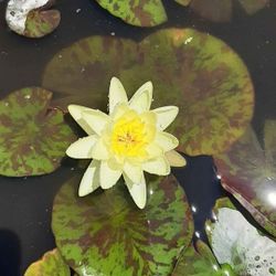 Water Lilly Plant $30 For One Pot Pick Up At West Hemet Or French Valley Winchester 