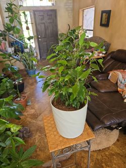 2ft tall Ficus tree