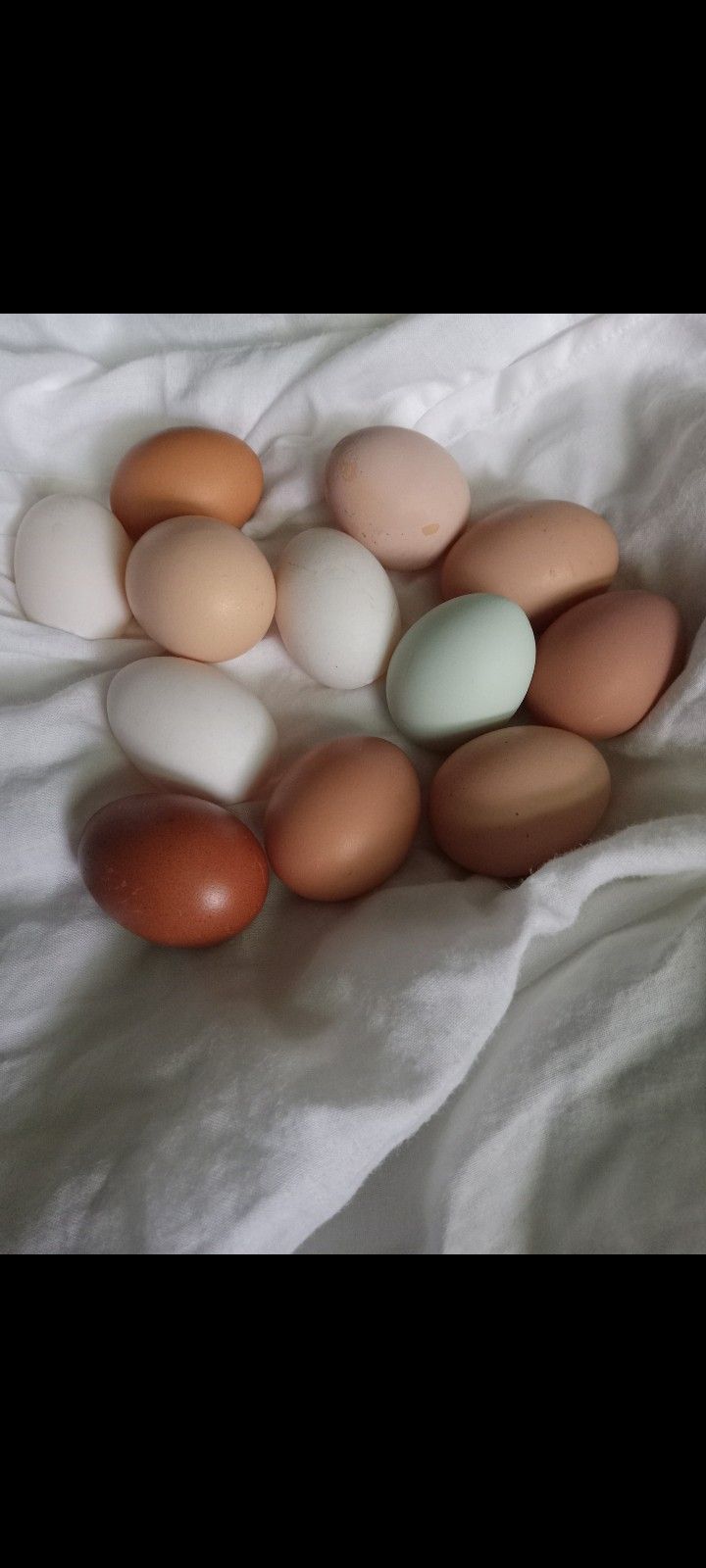 Fresh Organic Eggs