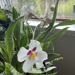 Beautiful Live potted Crimson Cattleya Orquid Qrquida flowering