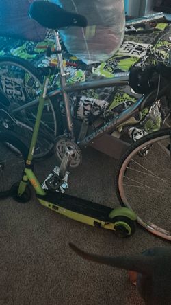 Giant cypress bike