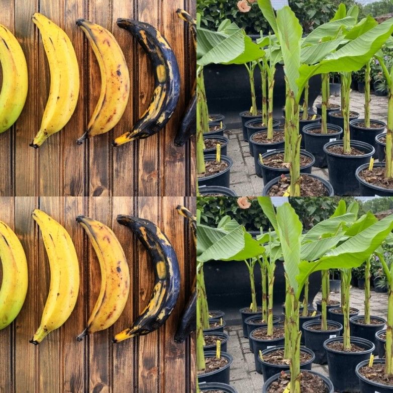 Puerto Rican Plantain Plant In 3gal Plantas De Platano Puerto Riqueño 3gal