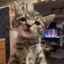 Free Cat