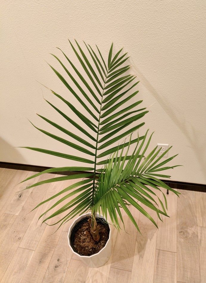 Areca Palm