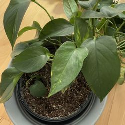 Golden Pothos Plant 8 Feet