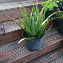 Aloe Vera Plant