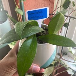 Indoor Plants 