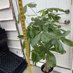 ~4ft (top of plant to bottom of pot) full/lush/super healthy braided money tree, 95820