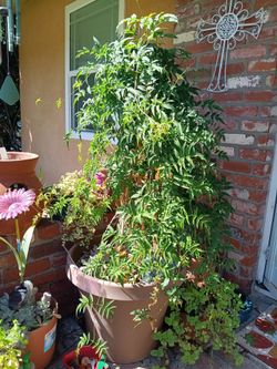 Very healthy jasmine plant