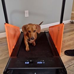 Dog Treadmill For Med To Small Dog