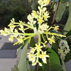 🥑 GIANT CHOQUETTE AVOCADO TREE – HUGE FLORIDA AVOCADOS – BACKYARD HARVEST – $65
🥑 CHOQUETTE AVOCADO TREE – $65 🌳