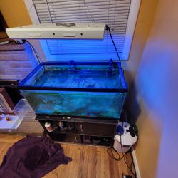 40 gallon saltwater set up 