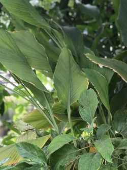 Turmeric Plants 4 SALE