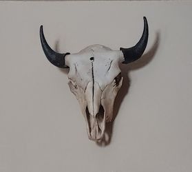 Authentic Buffalo Skull