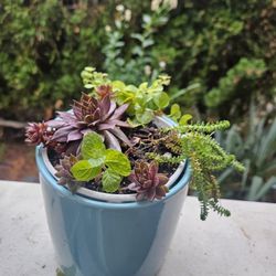 Garden Plant Succulent In Ceramic Pot, Inside Or Outside