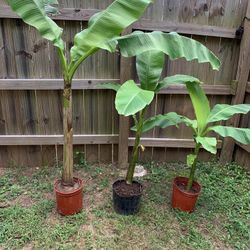 Banana Tree   $70-40-30