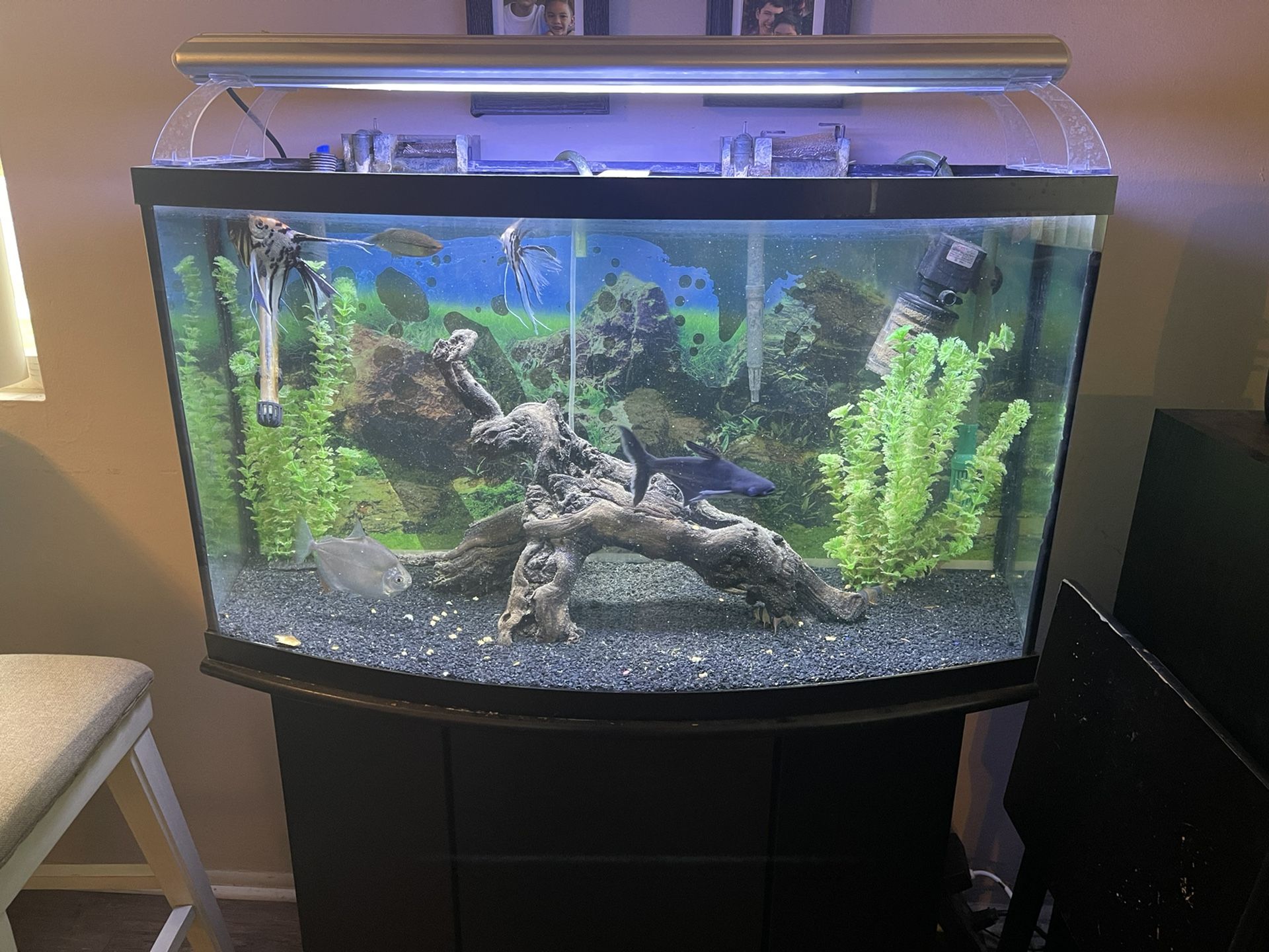 Bowftont Fish Tank 