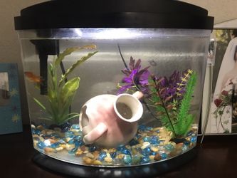 Aqueon 5 gallon clearance tank