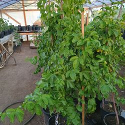 Maracuya $20
