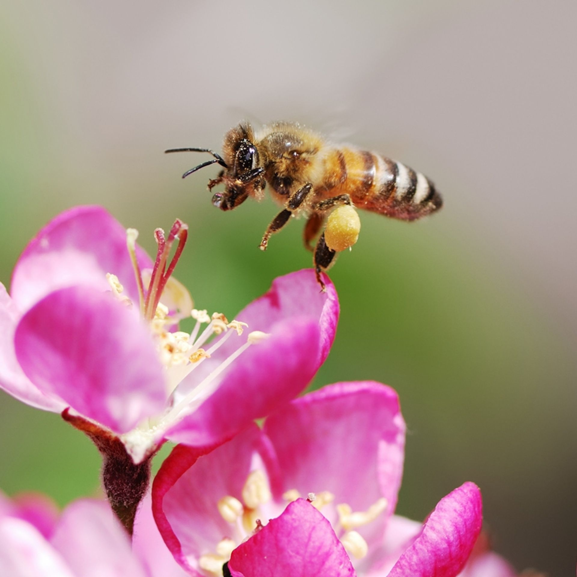 Honey Bee Remove