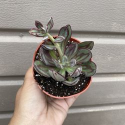 4” Nodulosa Succulent