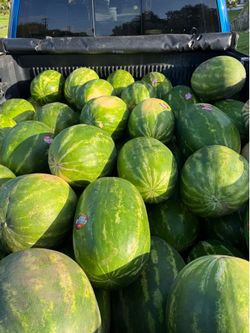 Watermelons