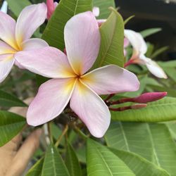 Very healthy plants many to chose from