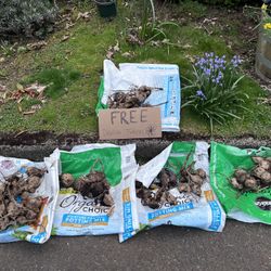 FREE Dahlia Tubers