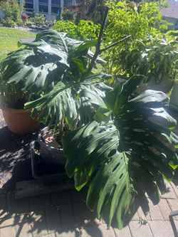 Big Mostera Plant, Ready To Go 