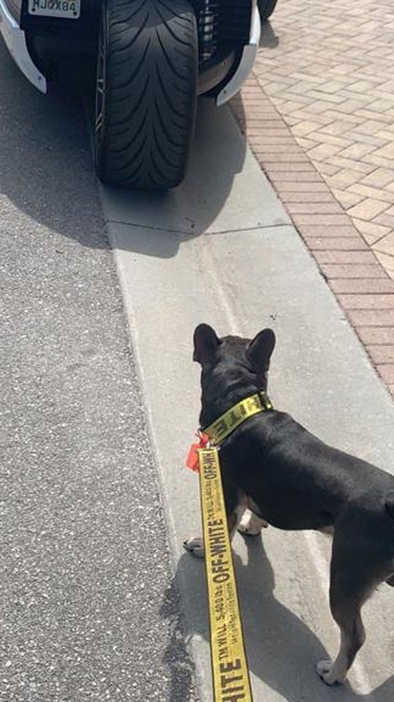 Off White Dog Leash And Collars
