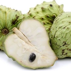 48” Tropical Cherimoya Plant/Tree