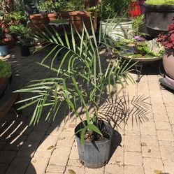 2-3’ Bamboo Palms-$10 Each