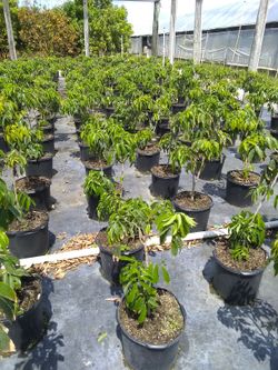 Lychee tree Brewster