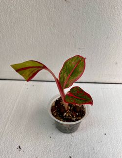 Aglaonema Siam Red