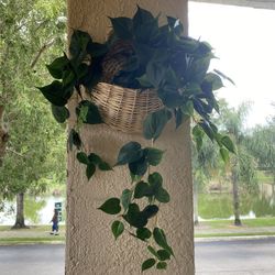 Artificial Plants In Wicker Baskets (2) 