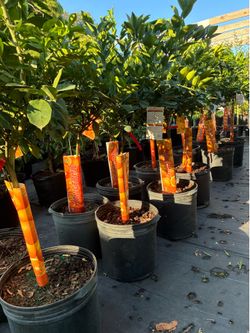 Orange Trees
