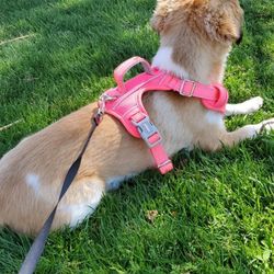 Neon Pink Harness