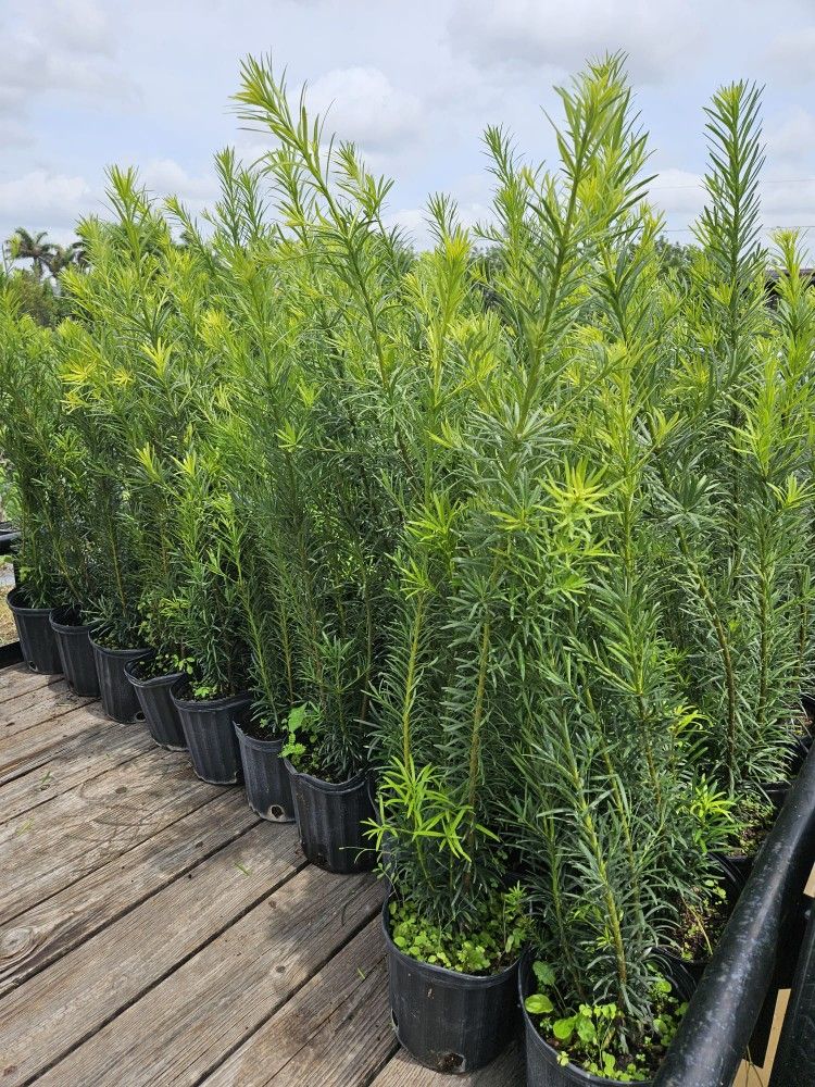 Podocarpus Bid Tall Full Green Fertilized Ready For Planting 