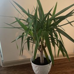 Live House Or Patio Plant 